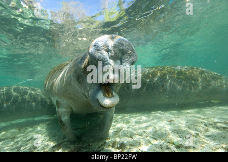 Florida-Manati, Trichechus Manatus Latriostris, Crystal River, Florida, USA Stockfoto