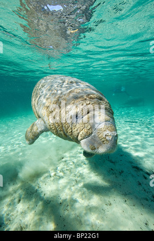 Manati, Trichechus Manatus Latriostris, Crystal River, Florida, USA Stockfoto