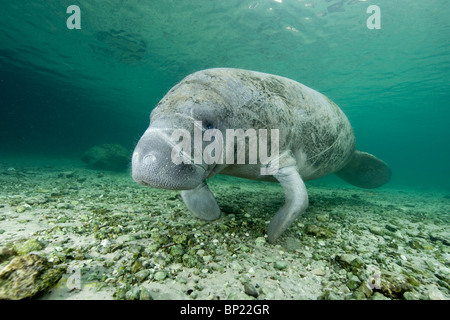 Manati, Trichechus Manatus Latriostris, Crystal River, Florida, USA Stockfoto