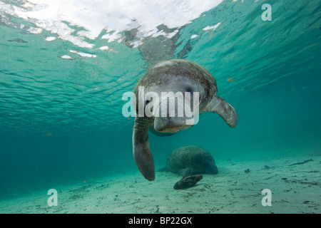 Manati, Trichechus Manatus Latriostris, Crystal River, Florida, USA Stockfoto