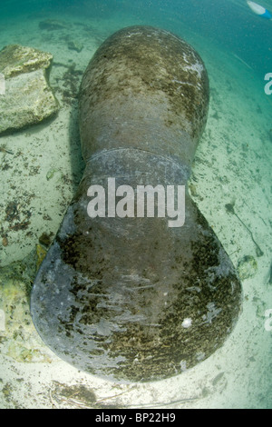 Heck des Manati, Trichechus Manatus Latriostris, Crystal River, Florida, USA Stockfoto