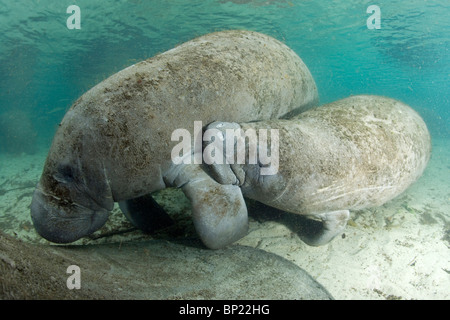 Florida Manatee, Kalb saugen Milch der Mutter, Trichechus Manatus Latriostris, Crystal River, Florida, USA Stockfoto