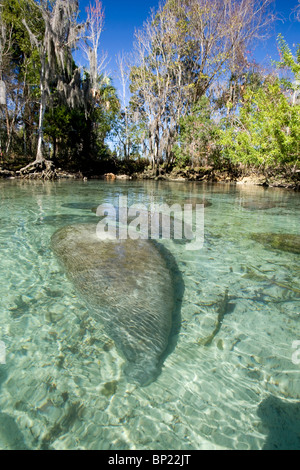 Manati, Trichechus Manatus Latriostris, Crystal River, Florida, USA Stockfoto