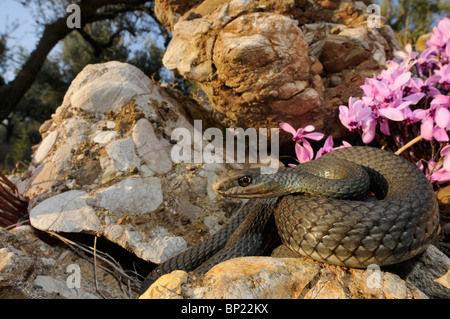 Montpellier Schlange (Malpolon Insignitus, Malpolon Monspessulanus Insignitus), liegen eingerollt vor griechischen Alpenveilchen (Cyclam Stockfoto