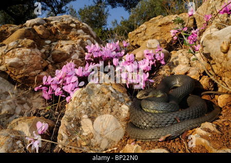 Montpellier Schlange (Malpolon Insignitus, Malpolon Monspessulanus Insignitus), liegen eingerollt vor griechischen Alpenveilchen (Cyclam Stockfoto