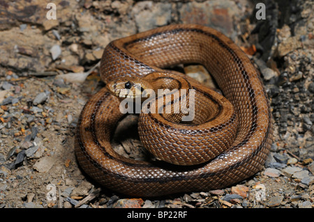 Leiter-Schlange (bieten Scalaris, Rhinechis Scalaris), Verteidigung, Portugal, Algarve, Costa Vicentina Carrapateira Stockfoto