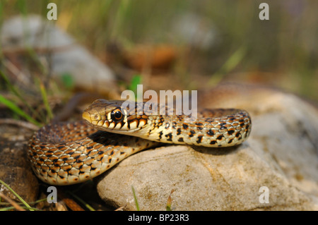 Balkan Peitsche Schlange (Coluber Gemonensis), Porträt, Griechenland, Peloponnes, Messinien Stockfoto