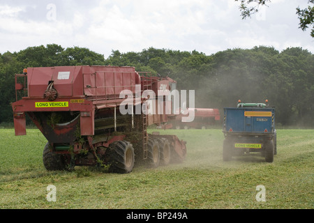 Erbse-Ernte mit Viners bei der Arbeit. Traktor und Anhänger mit Viner rechts geerntete Erbsen erhalten. Juni, Norfolk. Stockfoto