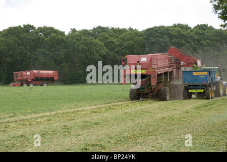 Erbse-Ernte mit Viners bei der Arbeit. Zugmaschine und Anhänger Viner rechts geerntete Erbsen erhalten. Juni, Norfolk. Stockfoto