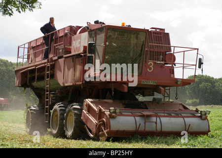 Erbse-Ernte mit Viner bei der Arbeit. Juni, Norfolk. Stockfoto