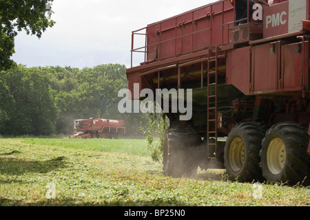 Erbse-Ernte mit Viners bei der Arbeit. Juni, Norfolk. Stockfoto