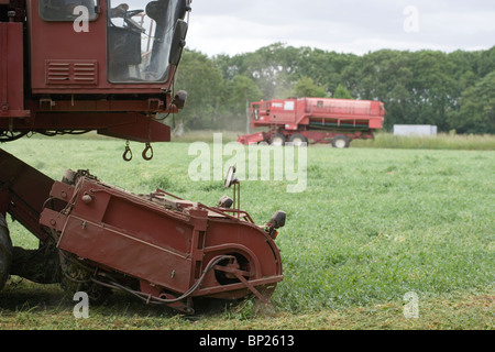 Erbse-Ernte mit Viners bei der Arbeit. Juni, Norfolk. Stockfoto