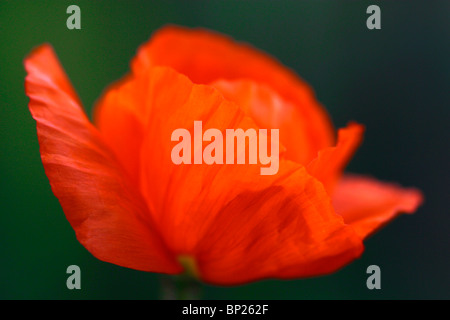 ein roter Mohn Nahaufnahme Stockfoto