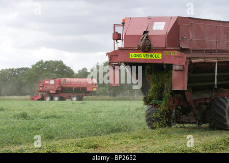 Erbse Ernte mit Viners bei der Arbeit. Kritische Einstellung zum Einfrieren. Juni, Norfolk. Stockfoto