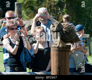 Uhu im Zentrum der Aufmerksamkeit Stockfoto