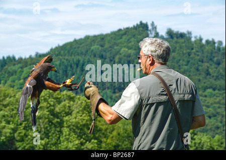 Falkner und Harris Hawk Stockfoto