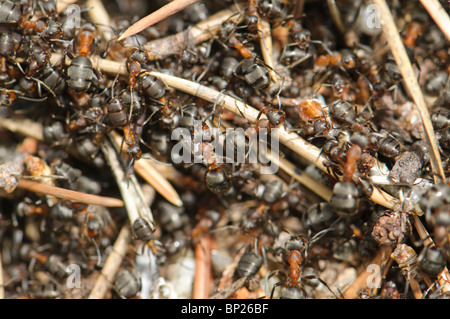 Ameisenhaufen von Formica Rufa, Pyrenäen, Spanien Stockfoto