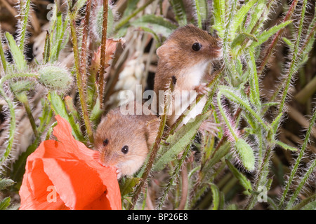 Ernte-Mäuse (Micromys Minutus). Pflanzen unter Mohn (Papaver Rhoeas). Stockfoto