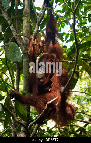 Alten weiblichen Orang-Utan (Pongo Pygmeaus) im Semenggoh Wildlife Rehabilitation Centre in der Nähe von Kuching. Stockfoto