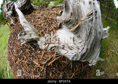 Ameisenhaufen von Formica Rufa, Pyrenäen, Spanien Stockfoto