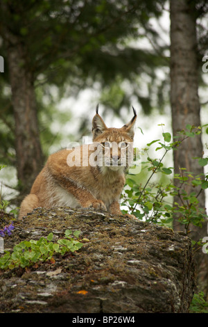 Sibirischer Luchs starrte zurück, bereit um zu springen. Stockfoto