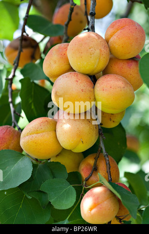 Frische reife Aprikosen auf Baum Stockfoto