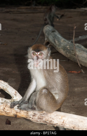 Lange tailed Macaque (Macaca Fascicularis) am Strand von Telok Assam im Bako Nationalpark. Stockfoto