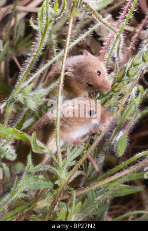 Ernte Mäuse (Micromys Minutus). Zwei Fütterung auf Weizen Samen Kopf, oder rispe, unter Feld Mohn (Papaver rhoeas). Stockfoto