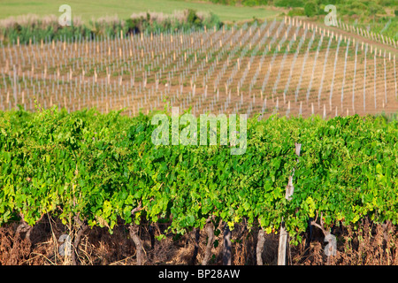 Kroatien, Istrien - Weinberg auf istrische Landschaft im Sommer Stockfoto