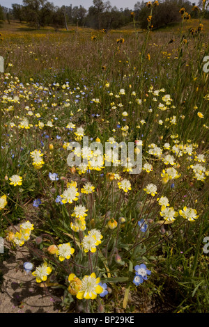 Creme Tassen, Platystemon Californicus - ein attraktives Mitglied der Familie Mohn. California.; Frühlingsblumen bei Shell Creek Stockfoto