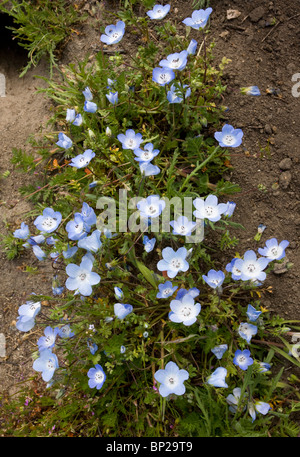 Baby Blue Augen Nemophila Menziesii Shell Creek in der Nähe von San Luis Obispo, Kalifornien S.. Stockfoto