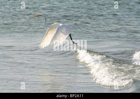 Vogel im Flug Stockfoto