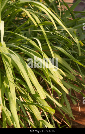 Citronella Pflanze Nahaufnahme Stockfoto