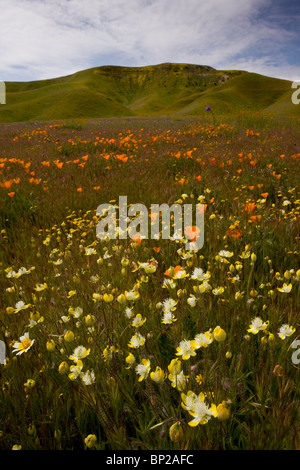 Creme Tassen, Platystemon Californicus - attraktives Mitglied der Mohn Familie und anderen Frühlingsblumen in Shell Creek, Kalifornien Stockfoto