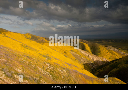 Spektakuläre Massen der Wildblumenwiese, vor allem Hang Daisy und Phacelia, an den Hängen des The Temblor Range, Carrizo Plain, USA Stockfoto