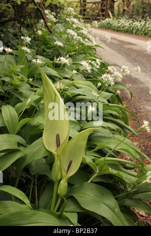 Lords-and-Ladies (Arum Maculatum: Aronstabgewächse) neben einem Feldweg mit Bärlauch, UK. Stockfoto