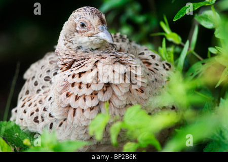 Henne Fasan (Phasianus Colchicus), West Sussex. Jack Mond Fotografie Stockfoto