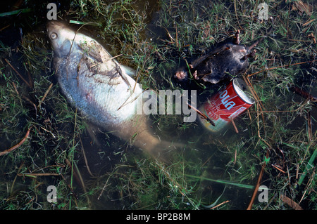 ein toter Fisch schwimmt in verschmutztem Wasser Stockfoto