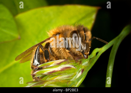 Eine Honigbiene (Apis Mellifera) in Cornwall. Jack Mond Fotografie Stockfoto