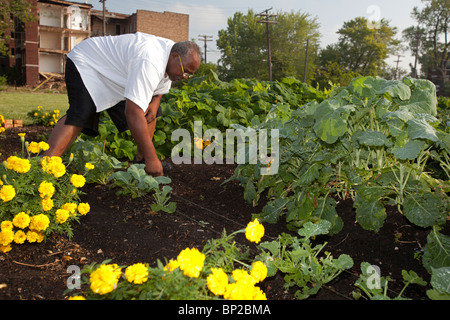 Halfway House Gefängnisinsassen bauen Gemüse für Suppenküchen Stockfoto