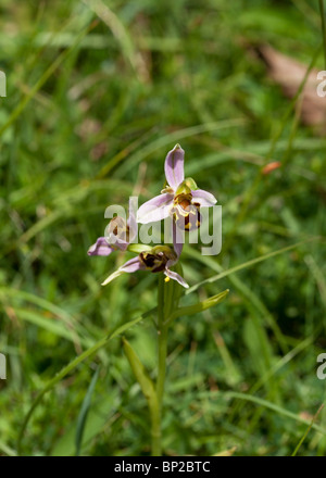 Bee Orchid on the North Downs, in der Nähe von Dorking, Großbritannien Stockfoto