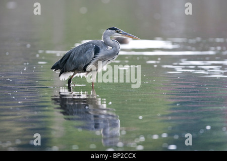 Graureiher (Ardea Cinerea) Jagd in West Sussex. Jack Mond Fotografie Stockfoto