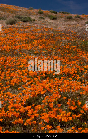 Massen der kalifornische Mohn im Antelope Valley California Poppy Reserve, Süd-Kalifornien. Stockfoto