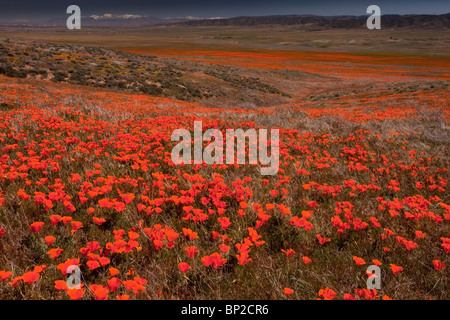 Massen der kalifornische Mohn im Antelope Valley California Poppy Reserve, Süd-Kalifornien. Stockfoto