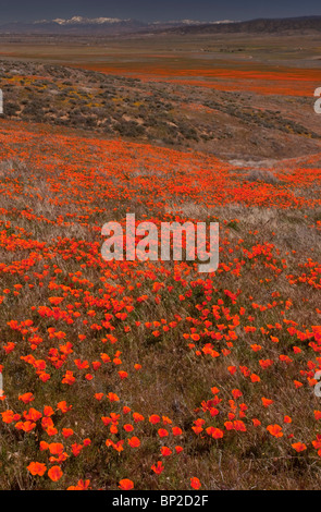 Massen der kalifornische Mohn im Antelope Valley California Poppy Reserve, Süd-Kalifornien. Stockfoto