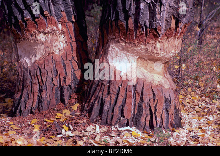 Beaver Bissspuren auf schwarz Baumstämmen Cottonwood (Populus Trichocarpa), BC, Britisch-Kolumbien, Kanada Stockfoto