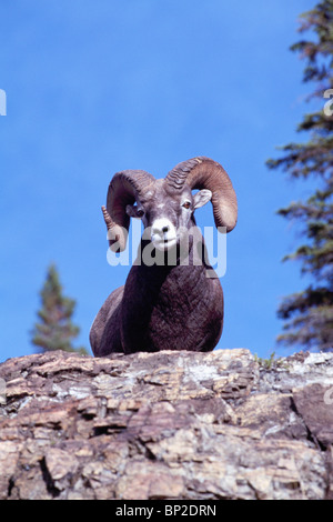 Rocky Mountain Bighorn Sheep Ram (Ovis Canadensis), Jasper Nationalpark, Kanadische Rockies, Alberta, Kanada Stockfoto