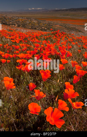 Massen der kalifornische Mohn im Antelope Valley California Poppy Reserve, Süd-Kalifornien. Stockfoto