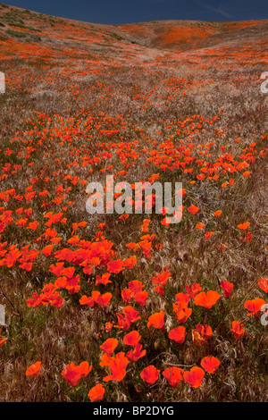 Massen der kalifornische Mohn im Antelope Valley California Poppy Reserve, Süd-Kalifornien. Stockfoto