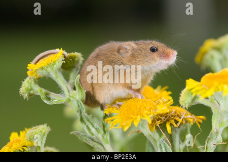 Maus (Micromys Minutus), auf Berufkraut (Pulicaria Dysenterica) zu ernten. Greifschwanz Holding Blütenstand. Stockfoto